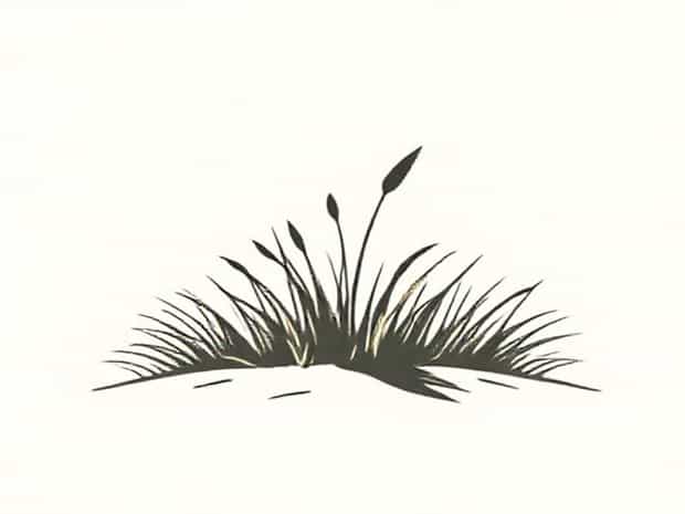 Juncao Grass For Desertification