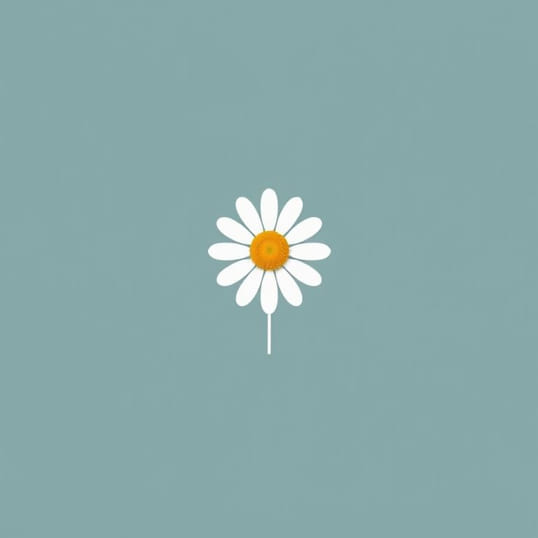 Colors Of Transvaal Daisy
