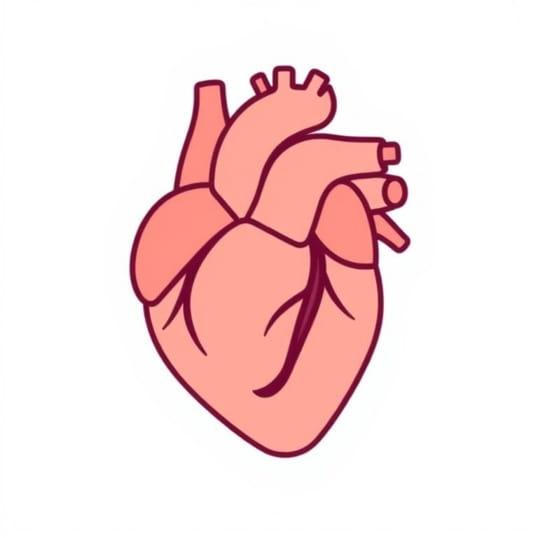 Complications Of Bicuspid Aortic Valve