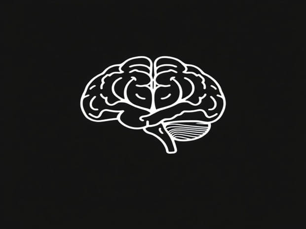 Cross Section Of Cerebellum