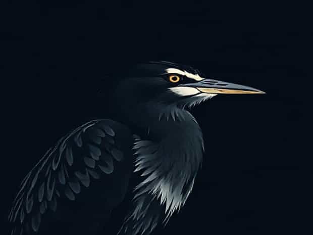 Female Black Crowned Night Heron