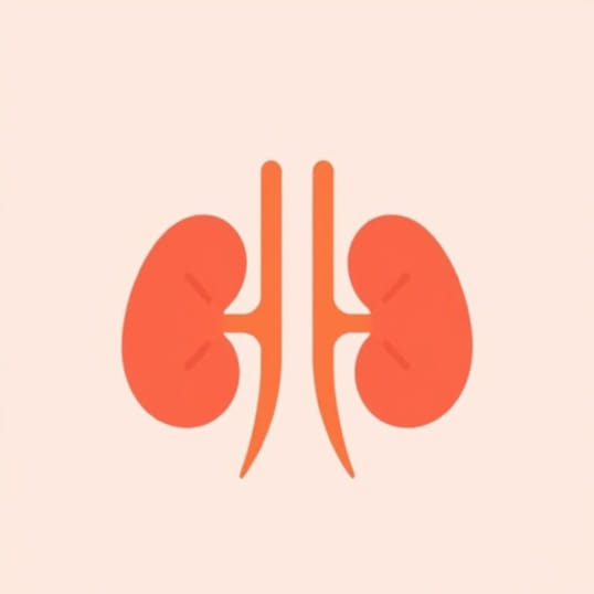 Foods That Help Repair Kidneys
