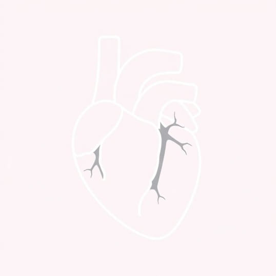 Function Of Coronary Sulcus