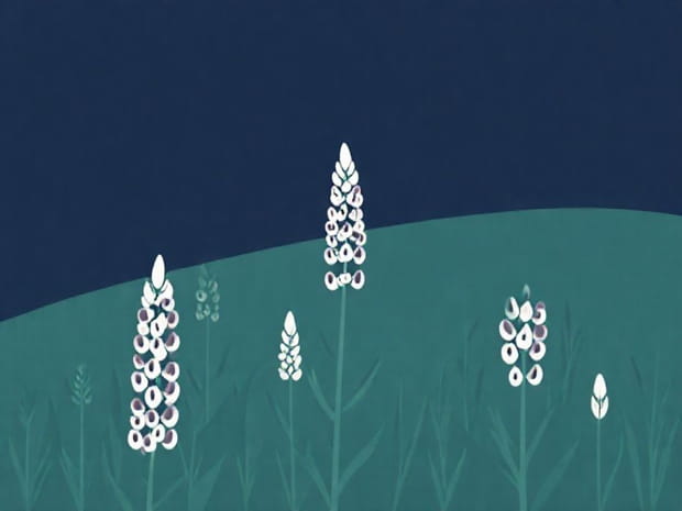 How To Grow Lupine