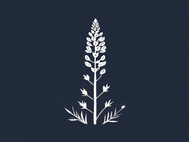 How To Plant Lupine