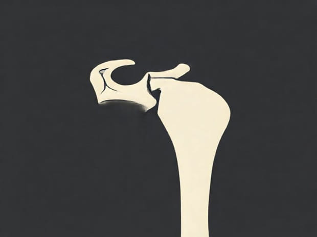 Intertubercular Groove Of Humerus