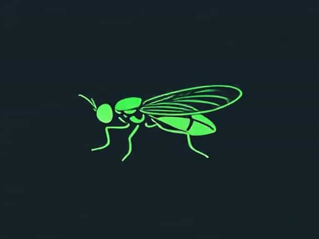 Is A Greenfly A Producer