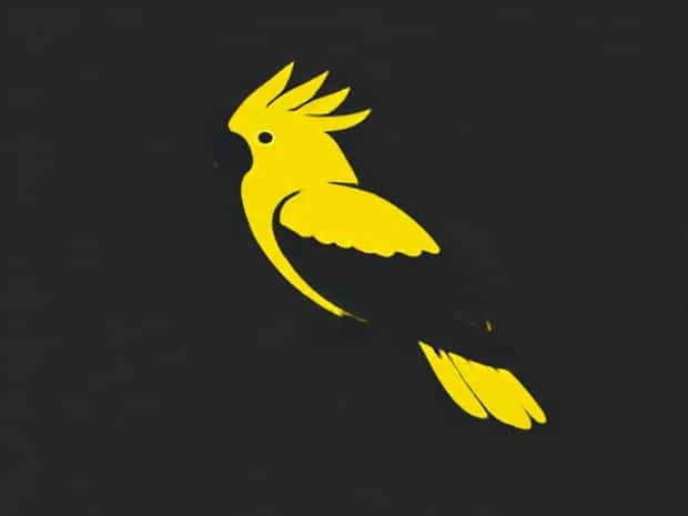 Juvenile Yellow Tailed Black Cockatoo