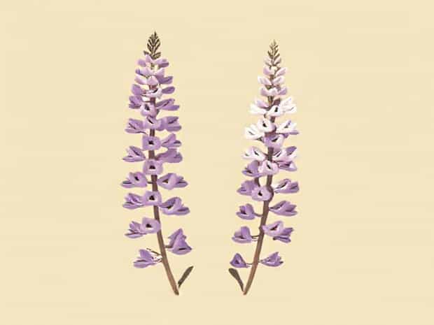 Kincaid'S Lupine Seeds For Sale