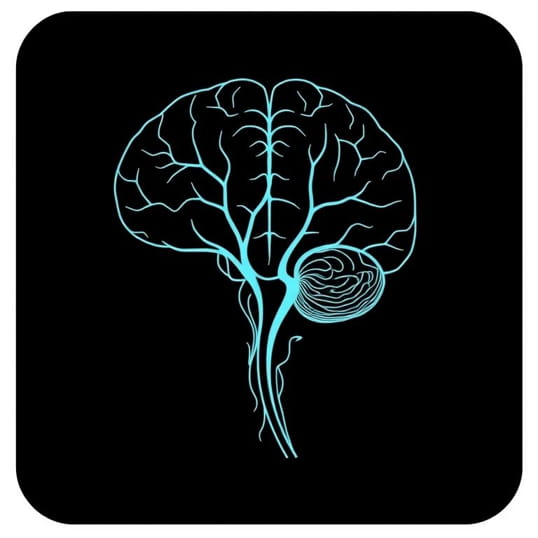 Function Of Dural Venous Sinuses