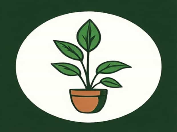 How To Plant Betel Leaves