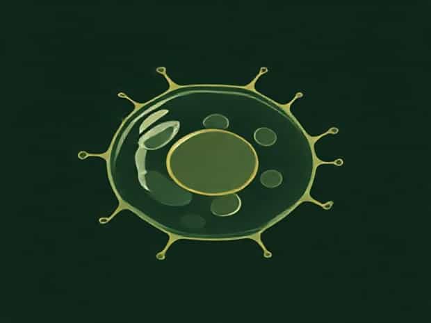 Is Vesicle In Plant And Animal Cells