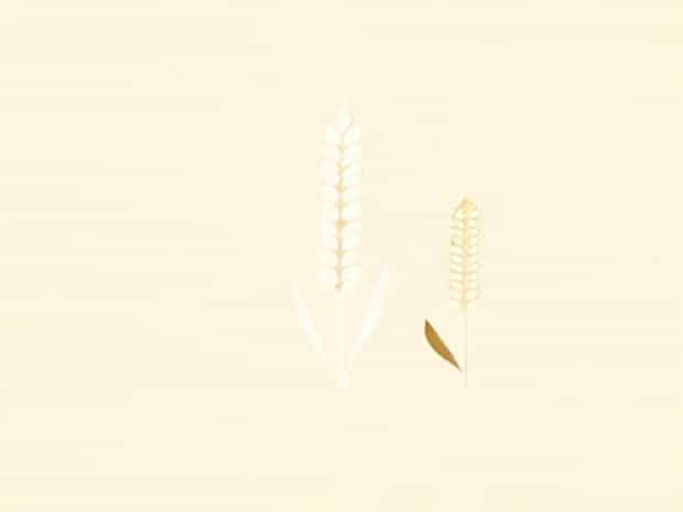 Difference Between Sorghum And Millet