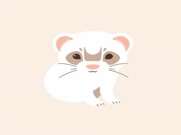 How Much Is A Pet Ferret