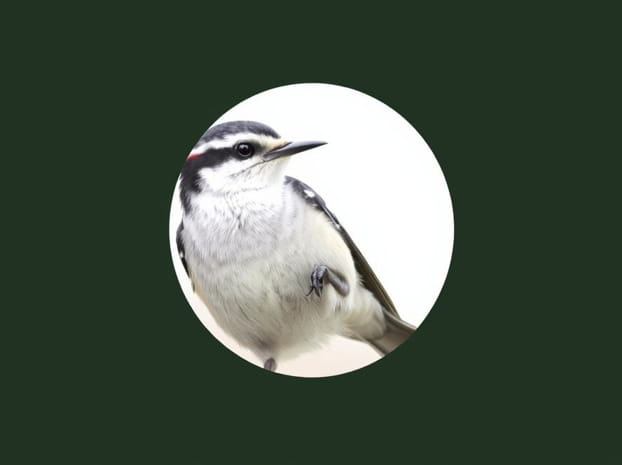 How To Attract White Breasted Nuthatch
