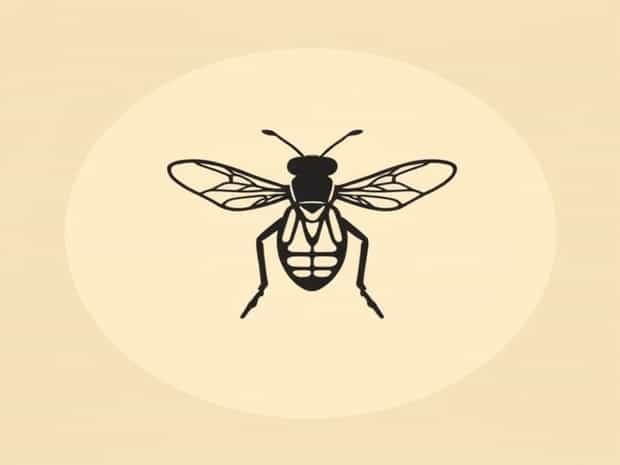 How To Pronounce Tsetse Fly