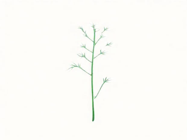 Is Angelica A Herb