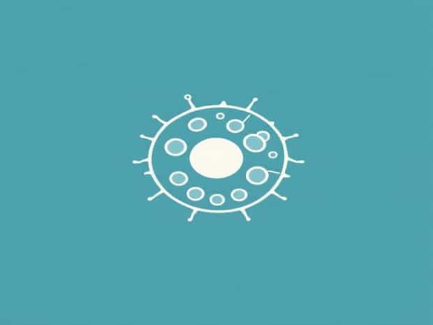 Cell Wall Is Absent In Diatom