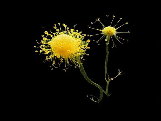 Chlamydomonas Is Microscopic Whereas Sargassum Is Macroscopic
