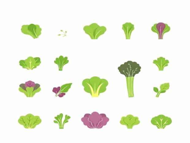 Different Types Of Lettuce