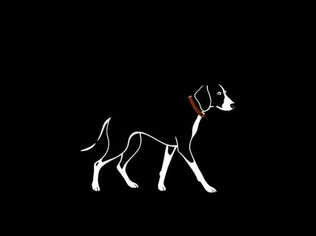 Do Treeing Walker Coonhounds Have Webbed Feet