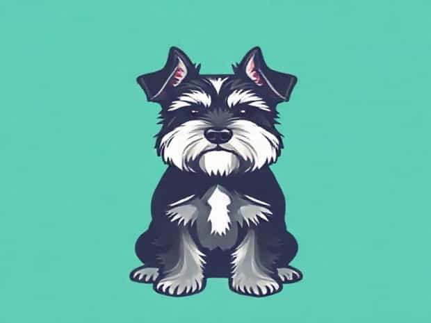 Full Grown Miniature Schnauzer