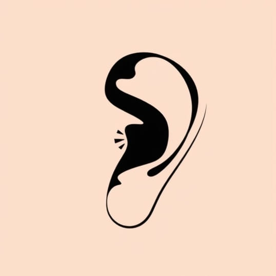 Function Of Cochlea In Human Ear