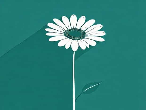 Gerbera Transvaal Daisy Description