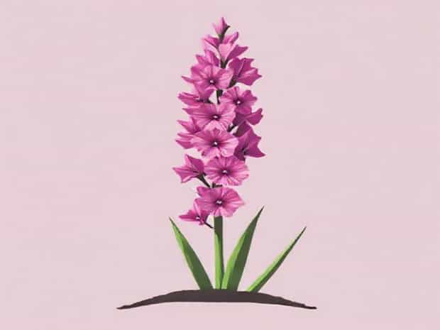 How Deep To Plant Gladiolus Bulbs
