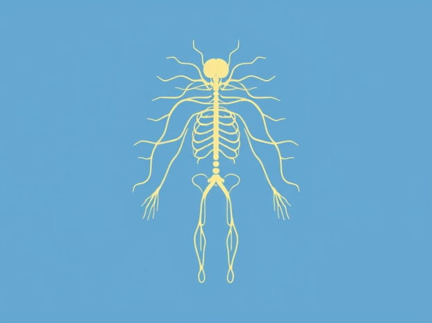 How Does The Nervous System Maintain Homeostasis