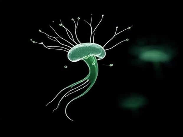 How Many Flagella Are There In Chlorophyceae