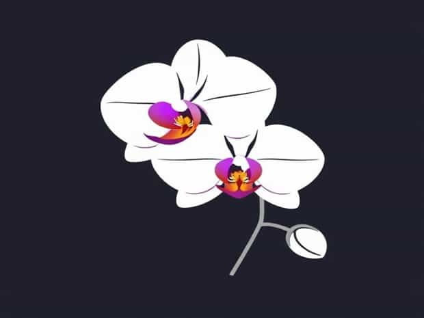 How Much Is Orchid Flower