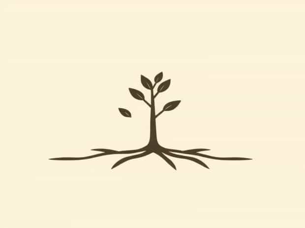 How To Get Mangrove Saplings