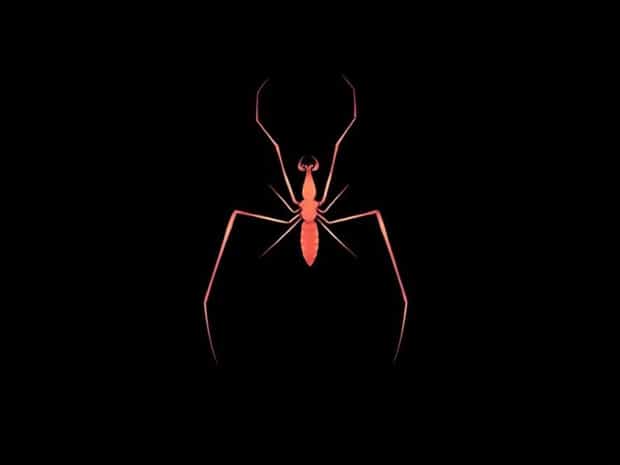 How Venomous Are Granddaddy Long Legs