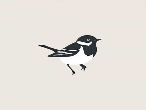 Images Of A Junco