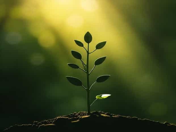 Main Site Of Photosynthesis