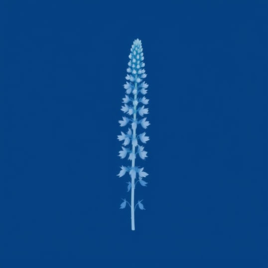 Echium Vulgare Blue Bedder