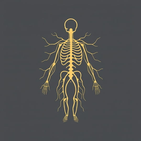 Example Of Somatic Nervous System
