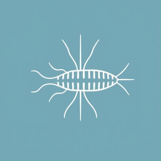 Function Of Spicule In Nematodes