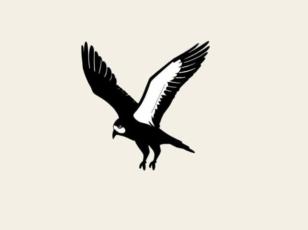 How Big Are Skua Birds