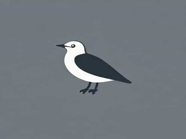 How Do You Pronounce Skua