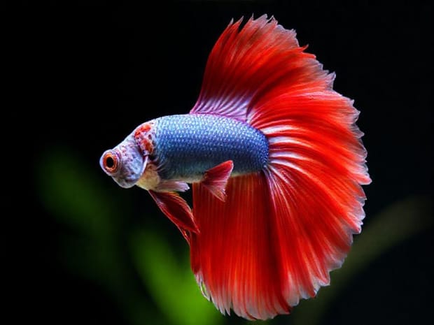 How To Euthanize Betta Fish