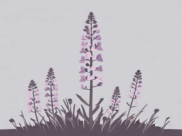 How To Harvest Lupine Seeds