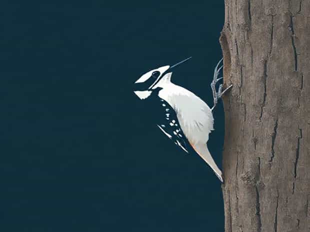 Is A White Breasted Nuthatch A Woodpecker