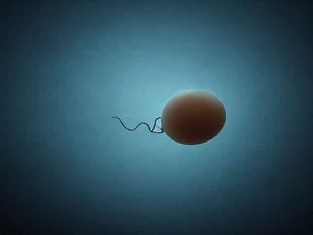 Is A Zygote A Fertilized Egg