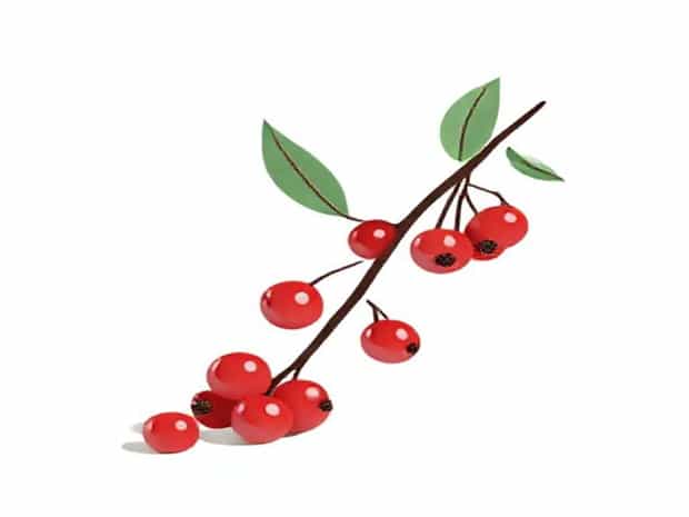 Is Yew Berries Poisonous