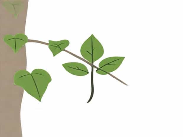 Leaf Rot Of Betel Vine