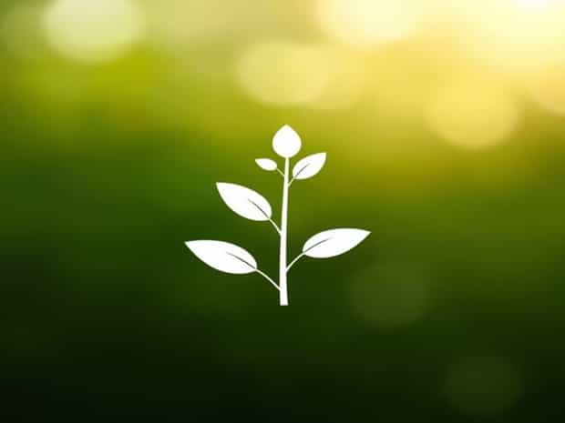 Main Product Of Photosynthesis