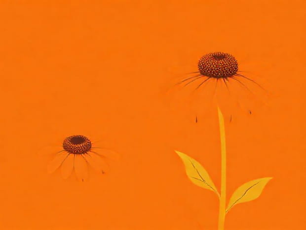 Echinacea Kismet Intense Orange