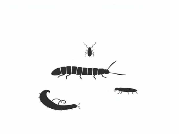First Wingless Insects And Millipedes